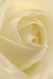 Allow yourself to be enveloped by the delicate heart of this cream-white rose, captured in a close, almost meditative view that feels like being nestled within its gentle folds. The petals unfurl in a patient spiral, each one soft and whisper-light, catching the soft glow of North London morning as it enters a Woodside Park florist's studio. Subtle ivory tones play with touches of dew-lit cream, and the interplay of light and shadow adds drama without disrupting the bloom's serenity. The mood is peaceful and inviting, resonant of quiet walks in Friary Park or the thoughtful calm after a shared cup of tea in a local café. This rose, lovingly prepared for same-day delivery in Woodside Park, stands as the purest emblem of tenderness-a floral embrace suited for moments of sympathy, admiration, new beginnings, or even a gentle farewell. From its spiralling centre to its nearly translucent outer petals, each detail speaks of both artistic craftsmanship and the quiet power that fresh flowers bring. You can almost sense the faint, sweet fragrance wafting from the image, a reminder of the care and artistry that animates every arrangement sent to neighbours and friends in this cherished corner of North London.